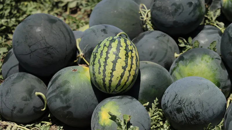 Adana’da karpuzun tarlada kilogram fiyatı 2,5 liraya kadar geriledi