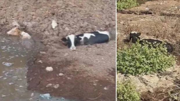 Hatay'da İnekler Balçığa Saplandı! İşte O Anlar