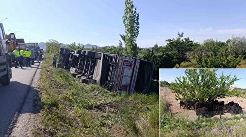 Kamyon devrilince anguslar kayboldu: Bir kişi yaralandı