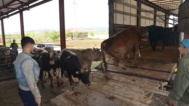 Muş'ta kurbanlık sevkiyatı başladı