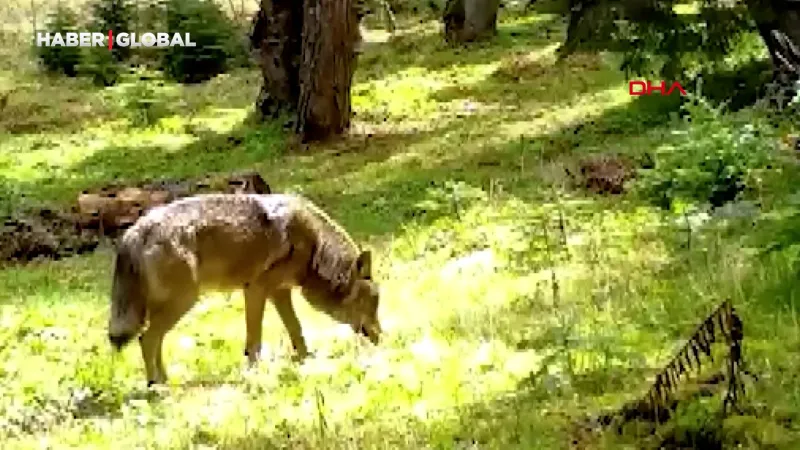 Nesli tükenme tehlikesi altında olan bozkurt, ormanda dolaşırken görüldü