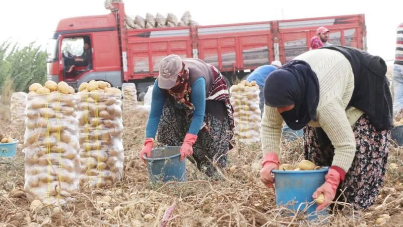 Patates fiyatlarında büyük düşüş