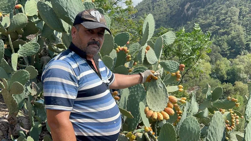 Toplaması ve yemesi zahmetli, lezzeti eşsiz meyve: Pabuç inciri