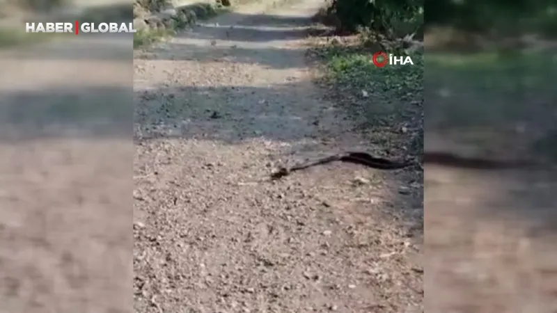 Yılanların çiftleşme ritüeli, Hatay'da heyecan yarattı